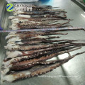 Frozen Squid Tentacle Giant Squid Cleaned 2019